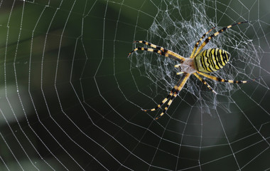 Wasp spider and grass with dew