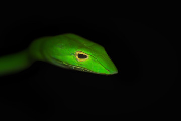 Oriental whip snake, green viper from Borneo