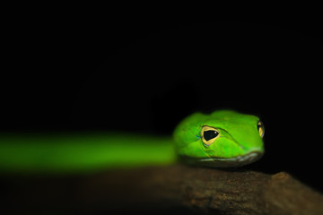 Oriental whip snake, green viper from Borneo