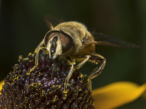 Flower fly, Schwebfliege (family Syrphidae)