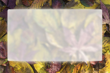 Colored fall leaves border with transparency center for text. Photo taken in November 2014.