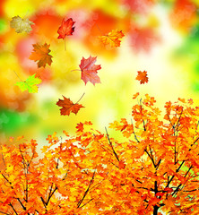 autumn foliage