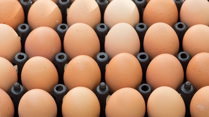 fresh organic eggs from chicken farm agriculture for sale