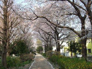 Fototapeta na wymiar 桜が咲く春の玉川上水第二公園　Tamagawa Josui Second Park