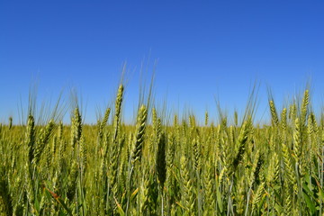 Obraz premium Wheat field - it is not yet ripe!