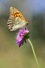 Silver-washed Fritillary (Argynnis paphia) butterfly