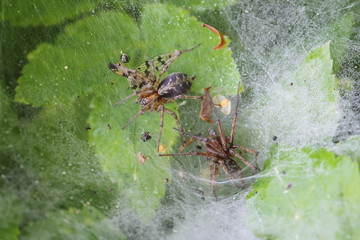 Funnel Web Weaver Grass Spiders out on his funnel web