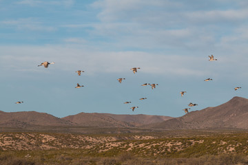 Pintail Ducks in Flight