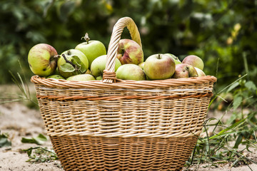 basket of apples in the garden
