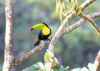 WHICH ONE SHOULD I TAKE?...a Keel-billed Toucan, sometimes called a Rainbow Toucan contemplates lunch.  Taken in the wild in Costa Rica