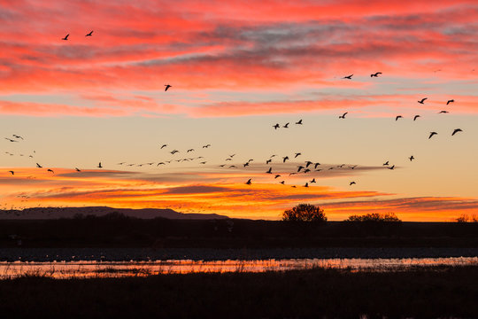 Snow Geese Flying Silhouetted at Sunrise