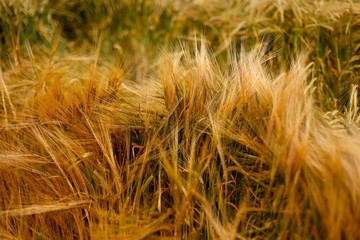 Soft Warm Barley Crop Plant Detail