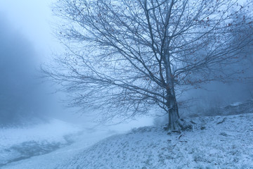 old beech tree in winter fog