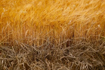 Soft Warm Barley Crop Plant Detail