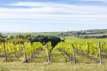 Fototapeta premium vineyard near Hnanice, Southern Moravia, Czech Republic
