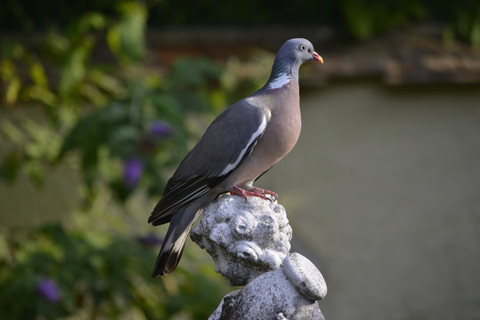 Pigeon ramier sur statue