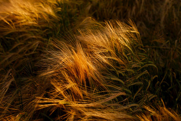 Soft Warm Barley Crop Plant Detail