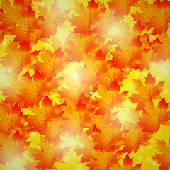 Naklejka na ściany i meble autumn background.golden maple leaves