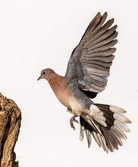Dove in flight