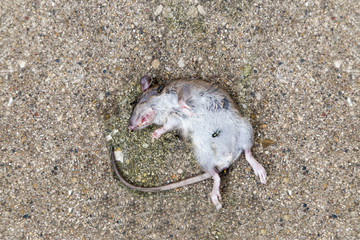 Dead rat © icedmocha