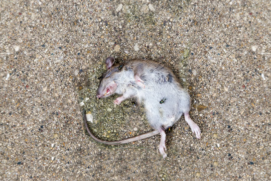 Dead rat
