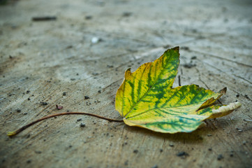 feuille morte d'érable en automne