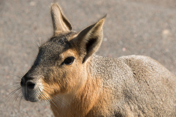 Patagonian mara