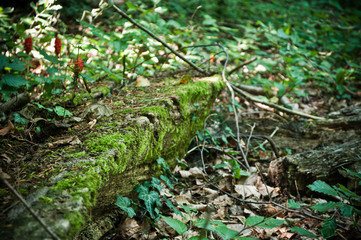 Naklejka na ściany i meble détail mousse en forêt 
