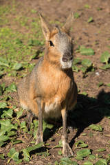 Patagonian mara