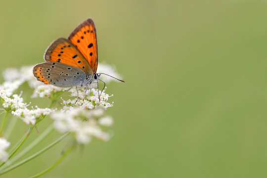 Large Copper butterfly Lycaena dispar on Anthriscus sylvestris, known as Cow Parsley, Wild Chervil, Wild Beaked Parsley, Keck, or Queen Anne's lace or Mother-die