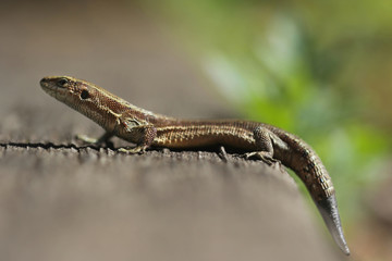 Viviparous lizard or common lizard, Zootoca vivipara 