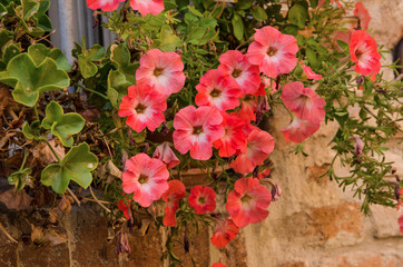 colors flowers in rimini