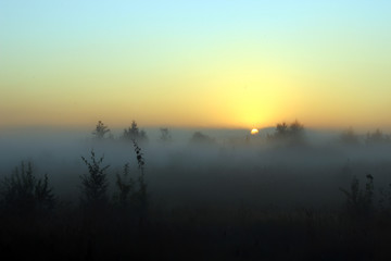 Fototapeta na wymiar Summer landscape foggy morning at dawn