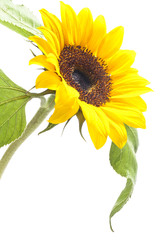 Obraz premium object