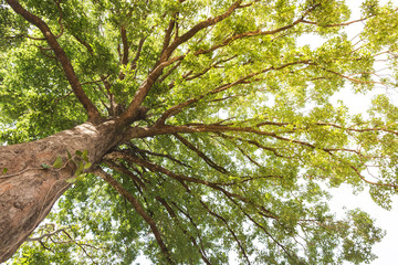 Fototapeta premium View bottom up of tree