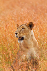 Female lion in Masai Mara