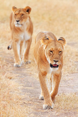 Two lionesses in Masai Mara