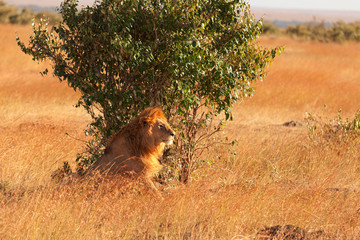 Fototapeta na wymiar Male lion in Masai Mara
