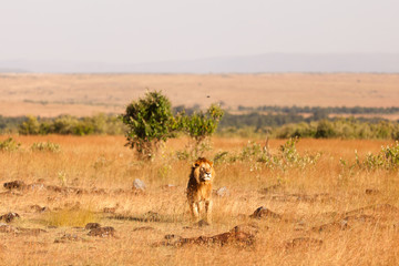 Male lion in Masai Mara