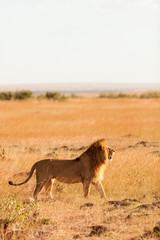 Fototapeta na wymiar Male lion in Masai Mara