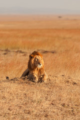 Fototapeta premium Male lion in Masai Mara