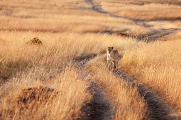 Female lion in Masai Mara