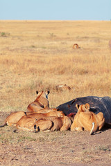 Pride of lions eating a pray in Masai Mara
