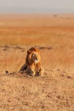 Male lion in Masai Mara