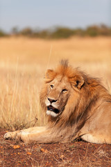 Male lion in Masai Mara