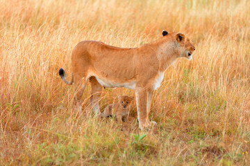 Female lion with cubs in Masai Mara