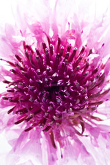 Obraz premium object