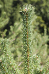 pine in the forest