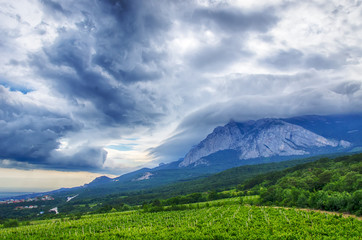 Fototapeta premium views of the vineyards at the foot of the mountain