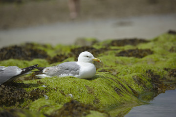 mouettes